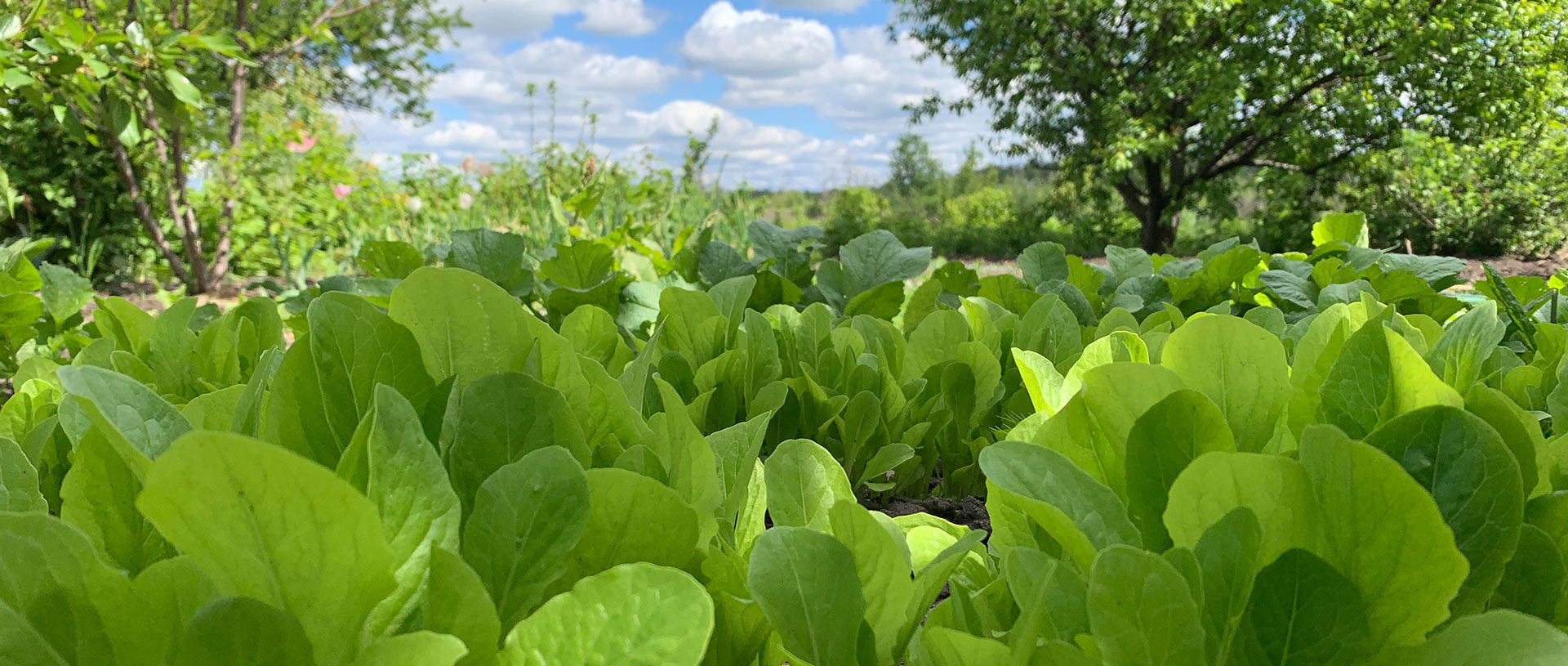 Vulnerable families in Ukraine find hope through the SEED program. banner